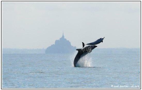 Baie Mt St Michel , Jullouville , Villa Caprice Rdc , 50 M Mer ,7 Pers , Pres Plage Dday Exterior foto
